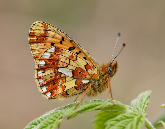 Pearl-Bordered Fritillary Boloria euphrosyne