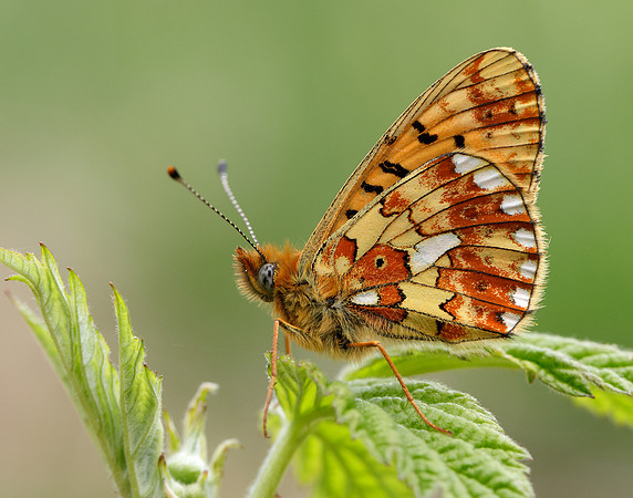 Pearl-Bordered Fritillary Boloria euphrosyne