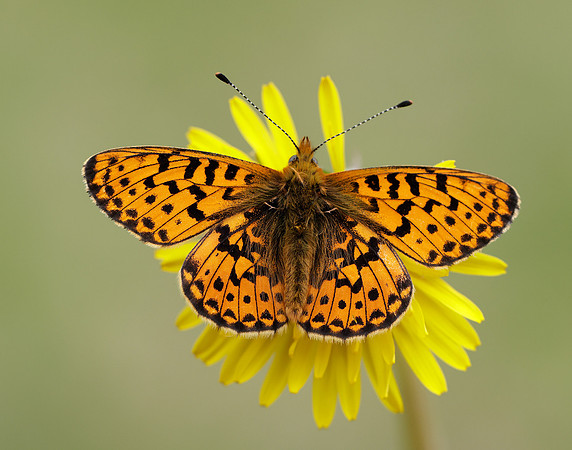 Pearl-Bordered Fritillary Boloria euphrosyne