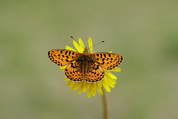 Pearl-Bordered Fritillary Boloria euphrosyne