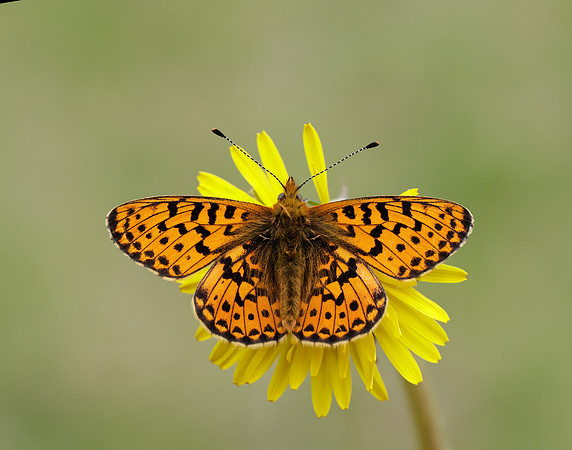 Pearl-Bordered Fritillary Boloria euphrosyne