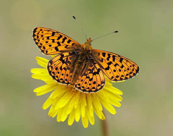 Pearl-Bordered Fritillary Boloria euphrosyne