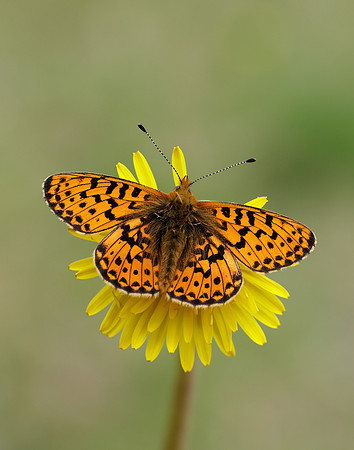 Pearl-Bordered Fritillary Boloria euphrosyne