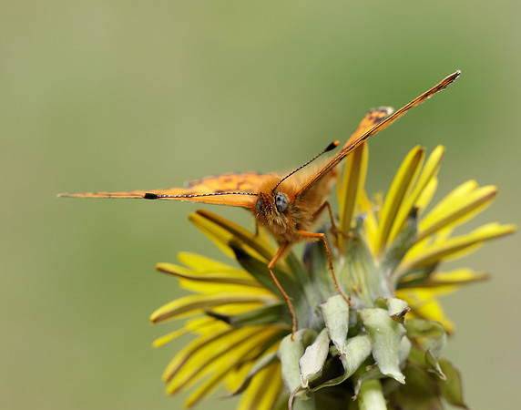 Pearl-Bordered Fritillary Boloria euphrosyne