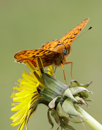 Pearl-Bordered Fritillary Boloria euphrosyne