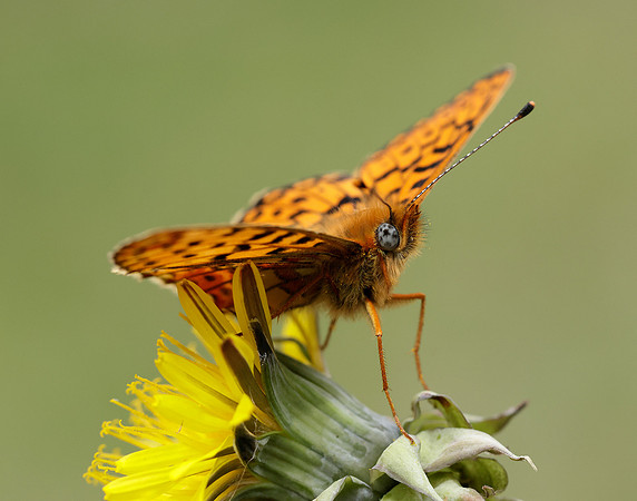 Pearl-Bordered Fritillary Boloria euphrosyne