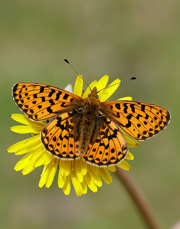 Pearl-Bordered Fritillary Boloria euphrosyne