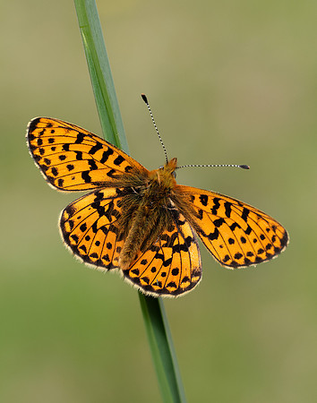 Pearl-Bordered Fritillary Boloria euphrosyne
