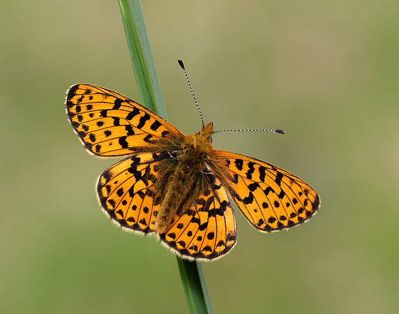 Pearl-Bordered Fritillary Boloria euphrosyne