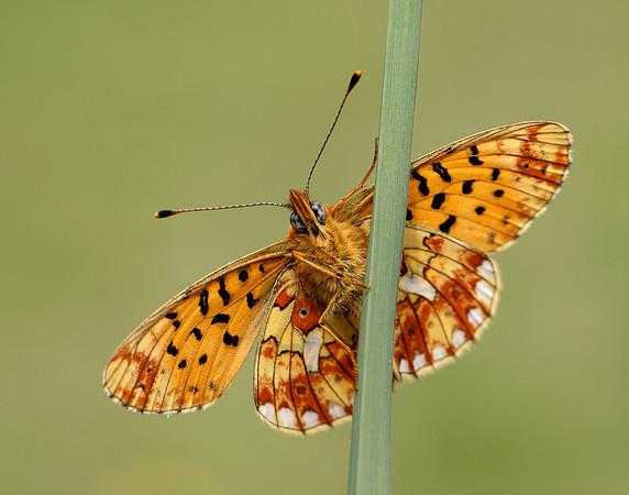 Pearl-Bordered Fritillary Boloria euphrosyne