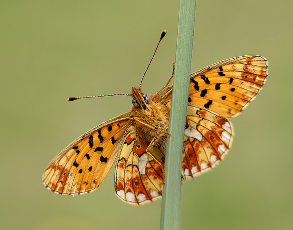 Pearl-Bordered Fritillary Boloria euphrosyne