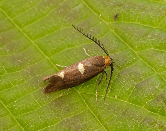 8.002 BF130 Incurvaria masculella