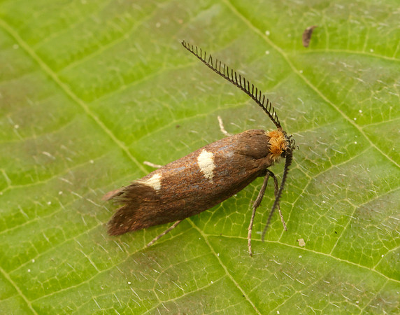 8.002 BF130 Incurvaria masculella