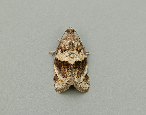 49.028 BF986 Syndemis musculana