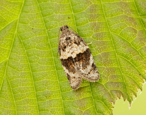 49.028 BF986 Syndemis musculana