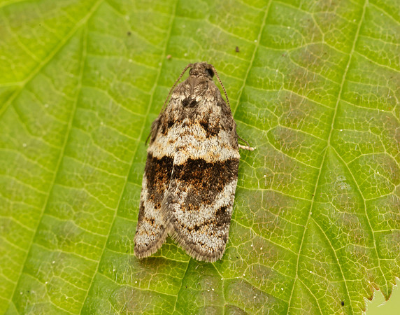 49.028 BF986 Syndemis musculana