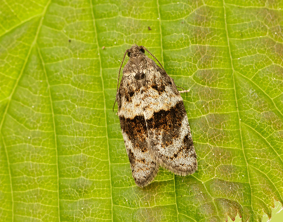49.028 BF986 Syndemis musculana
