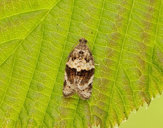 49.028 BF986 Syndemis musculana