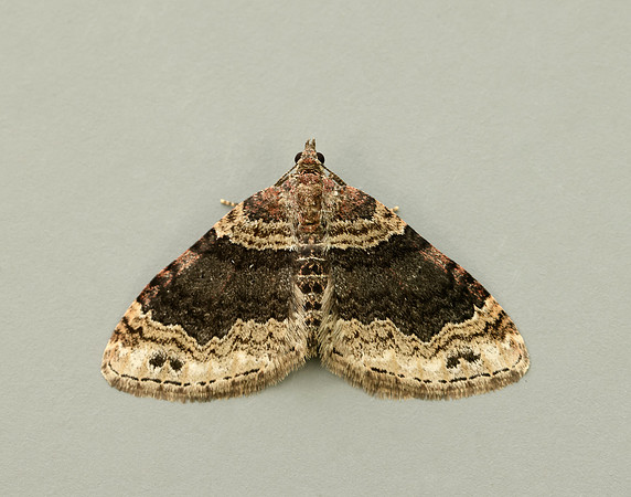 0.052 BF1725 Dark-barred Twin-spot Carpet Xanthorhoe ferrugata