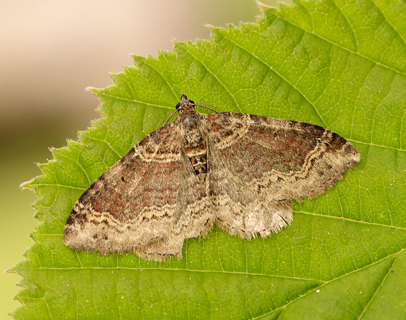 0.052 BF1725 Dark-barred Twin-spot Carpet Xanthorhoe ferrugata