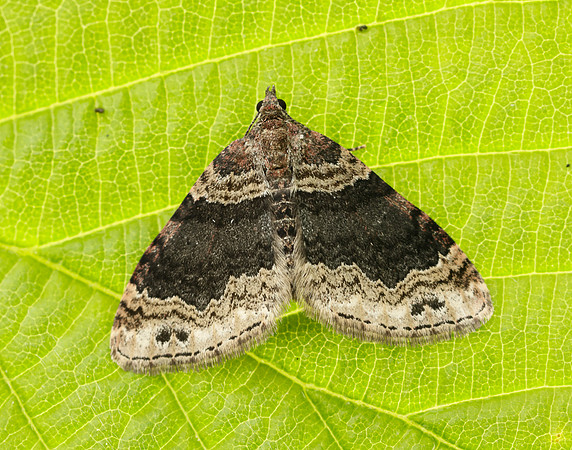 0.052 BF1725 Dark-barred Twin-spot Carpet Xanthorhoe ferrugata