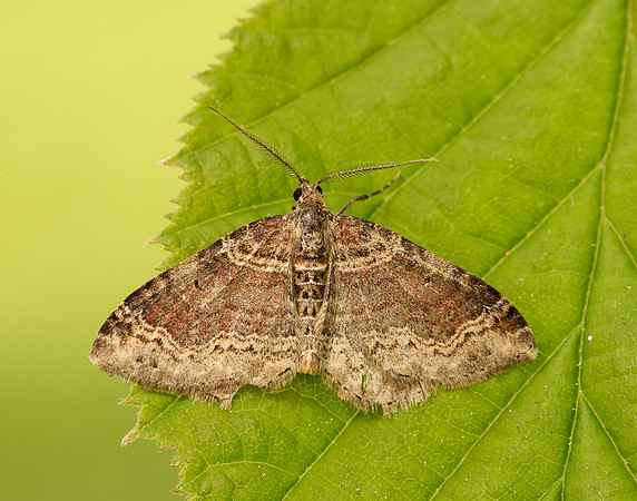 0.052 BF1725 Dark-barred Twin-spot Carpet Xanthorhoe ferrugata