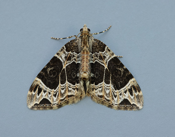 70.094 BF1759 Small Phoenix Ecliptopera silaceata