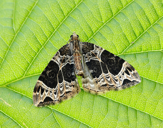 70.094 BF1759 Small Phoenix Ecliptopera silaceata