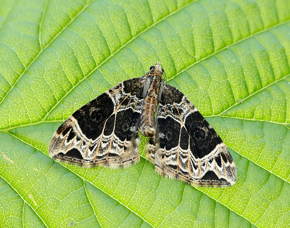 70.094 BF1759 Small Phoenix Ecliptopera silaceata
