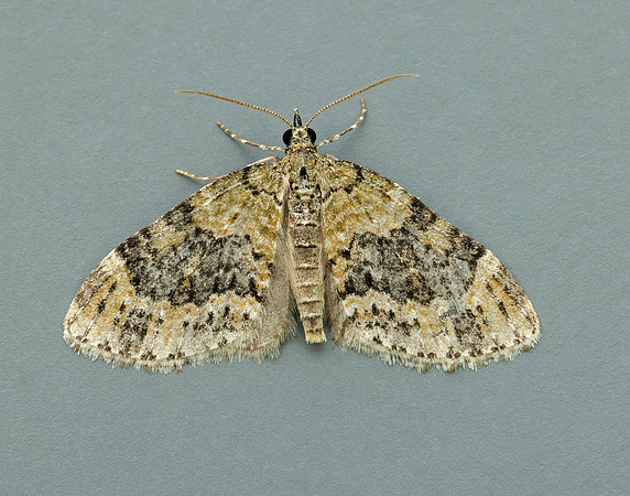 70.200 BF1883 Yellow-barred Brindle Acasis viretata