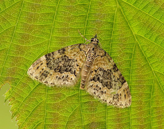 70.200 BF1883 Yellow-barred Brindle Acasis viretata
