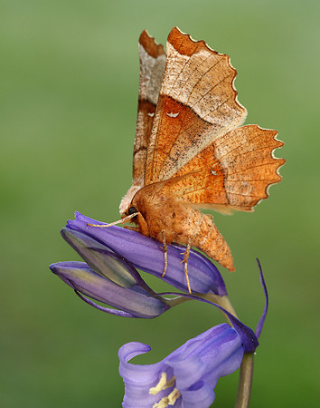 70.238 BF1918 Lunar Thorn Selenia lunularia