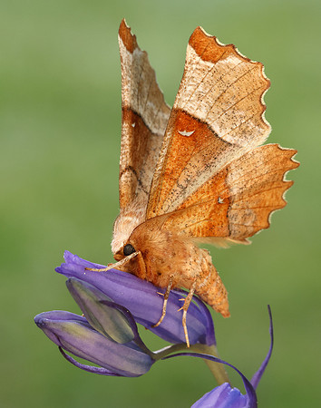70.238 BF1918 Lunar Thorn Selenia lunularia
