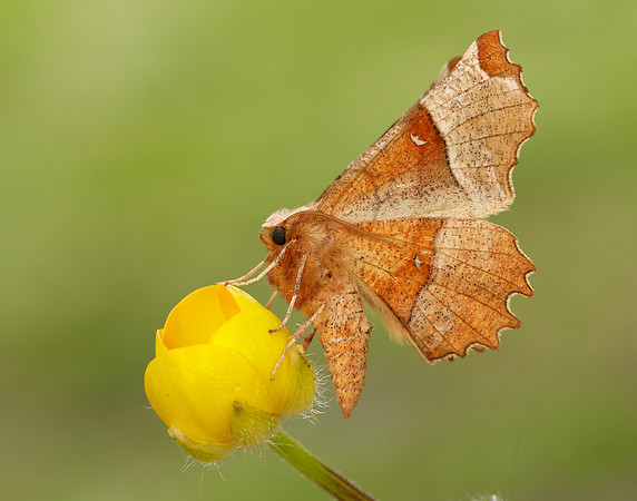 70.238 BF1918 Lunar Thorn Selenia lunularia