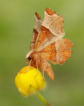 70.238 BF1918 Lunar Thorn Selenia lunularia
