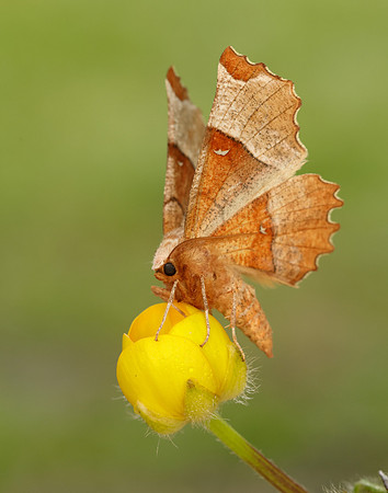 70.238 BF1918 Lunar Thorn Selenia lunularia