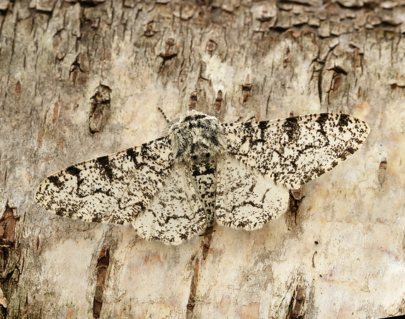 70.252 BF1931 Peppered Moth Biston betularia