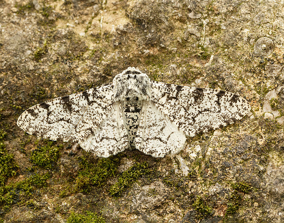 70.252 BF1931 Peppered Moth Biston betularia
