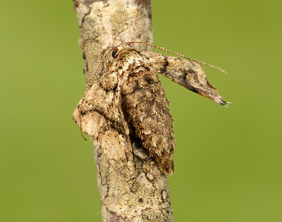 70.255 BF1934 Dotted Border Agriopis marginaria