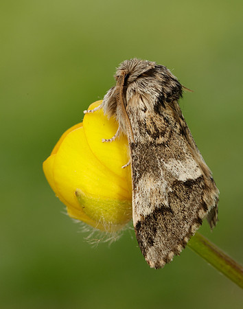71.010 BF2014 Marbled Brown Drymonia dodonaea