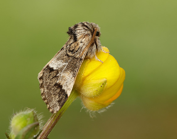 71.010 BF2014 Marbled Brown Drymonia dodonaea