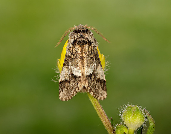 71.010 BF2014 Marbled Brown Drymonia dodonaea