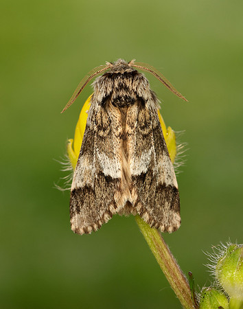 71.010 BF2014 Marbled Brown Drymonia dodonaea
