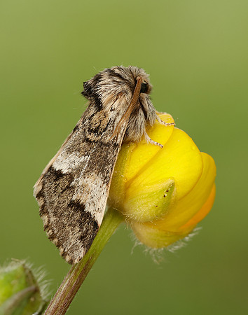 71.010 BF2014 Marbled Brown Drymonia dodonaea