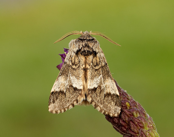 71.010 BF2014 Marbled Brown Drymonia dodonaea