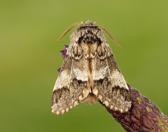 71.010 BF2014 Marbled Brown Drymonia dodonaea