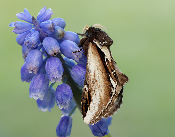 71.018 BF2006 Lesser Swallow Prominent Pheosia gnoma