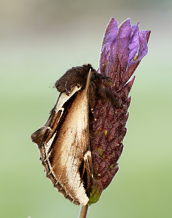 71.018 BF2006 Lesser Swallow Prominent Pheosia gnoma