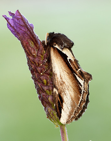 71.018 BF2006 Lesser Swallow Prominent Pheosia gnoma