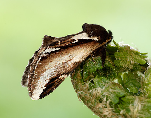71.018 BF2006 Lesser Swallow Prominent Pheosia gnoma
